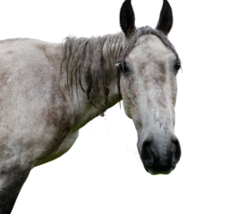Wet grey horse head close-up isolated on transparent background with sad expressive eyes and mane for use in equine-themed content, animal rights campaigns, veterinary visuals,