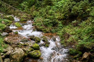 Mountain stream in dense forest in Tatra mountains