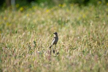  the northern wheater in grass