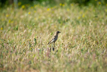  the northern wheater in grass