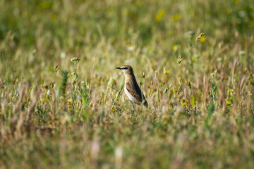  the northern wheater in grass