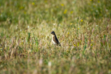  the northern wheater bird in grass