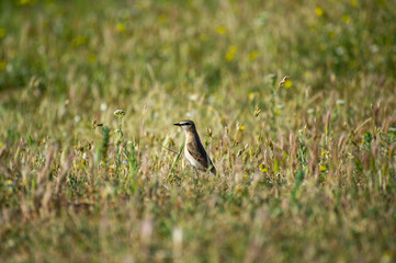  the northern wheater in grass