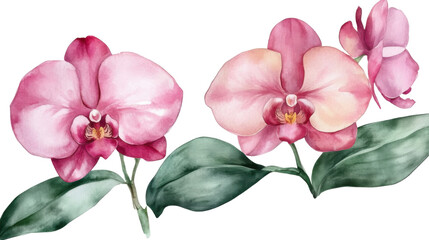 Obraz premium Watercolor Orchids with Delicate Petals on White Background – Elegant Floral Illustration Isolated for Botanical Art, Decor, and Design Concepts