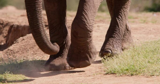 Extreme close-up pan of an African Bush Elephant (Loxodonta africana) legs walking in the savannah grassland at midday in Kenya