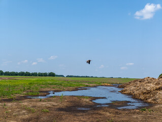 Bird Stork flying on the field next to the reservoir