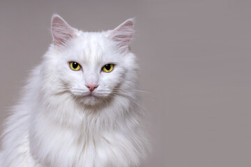 Portrait of a white fluffy cat