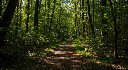 Fototapeta premium Forest Trail Beckons Sunlight dances on a path through lush woods promising adventure