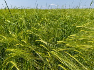 Wheat field, and barley stalks with blue sky