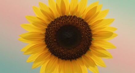 Fototapeta premium Golden sunflower in full bloom against a soft pastel gradient