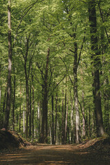 Deep european dark forest landscape, summer forest path leading into the distance