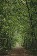 Fototapeta premium Deep european dark forest landscape, summer forest path leading into the distance