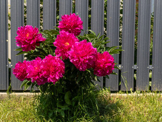 Pink peony flower grows in the grass in front of a gray fence