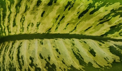 green grass background