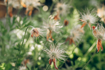 pulsatilla seedhead after flowering in spring garden macro