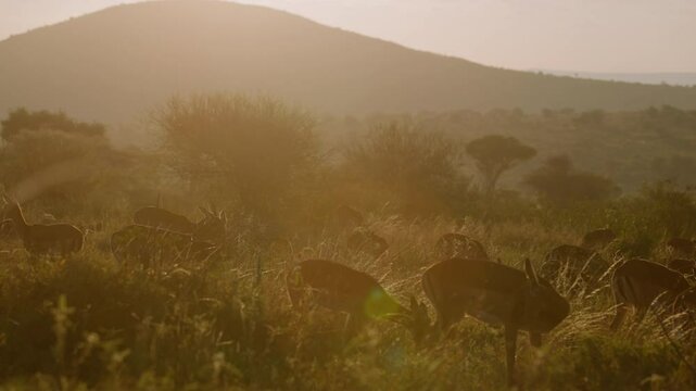 Very wide gimbal parallax of female herd of Impala (Aepyceros melampus) grazing in grass in savannah with hill in golden sunrise in Kenya