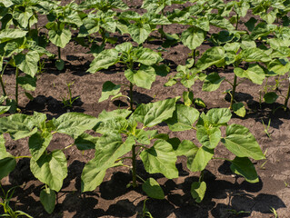 Sunflower field sown in rows