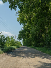 A dirt road in the middle of a wooded area with trees and bushes