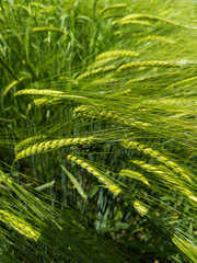 A close up of Wheat field and barley stalks