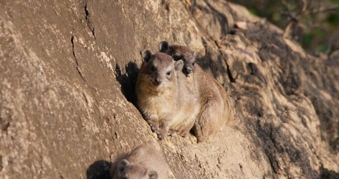 Wide of three rock hyraxes (Procavia capensis) sunbathing on a rocky outcrop in morning in Kenya