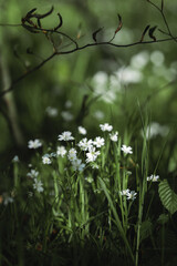 Fototapeta premium Delicate spring flowers of Rabelera holostea (syn. Stellaria holostea) in magical light. Greater stitchwort flowers macro. Spring carpet of flowers in the forest.