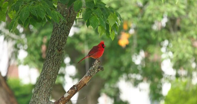 This video shows a bright red northern cardinal singing on a tree branch. The location is a lush park, creating a peaceful atmosphere.