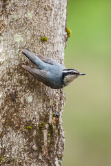 Male red-breasted nuthatch standing face down on tree trunk