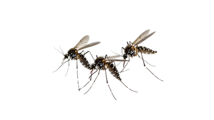 Three mosquitoes in flight, close-up of flying insects in motion, disease-carrying pests isolated on white background
