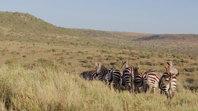 Very wide gimbal parallax of herd of Grevy zebra (Equus grevyi) grazing on slope of hill with beautiful savannah background morning in Kenya
