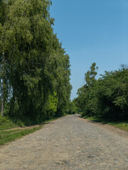 cobblestone road in the middle of the wooded zone with trees on both sides