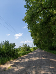 A dirt road in the middle of a wooded area with trees and power lines