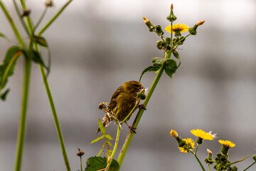 Serinus canaria pertenece a la familia de Fringillidae.
