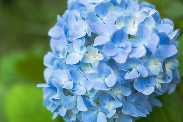 6月の花　曇りの日の紫陽花の花14