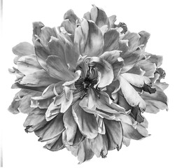 Tulip  flower  on  solated background with clipping path. Closeup. For design. Nature..