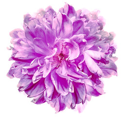 Tulip  flower  on  a  white isolated background with clipping path. Closeup. For design. Nature..