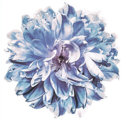 Tulip  flower  on   isolated background with clipping path. Closeup. For design. Nature..