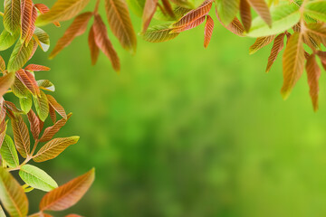 Colorful walnut leaves and soft background with space for text