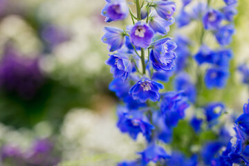 Closeup pf alpine delphinium flower