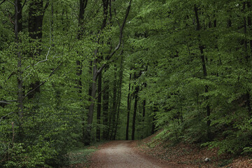 Fototapeta premium Deep european dark forest landscape in cloudy weather, summer forest path leading into the distance