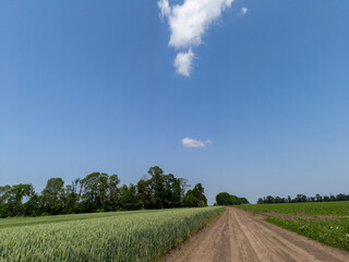 A dirt road in the middle of a green field
