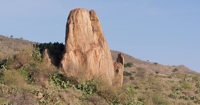 Very wide of rock outcrop in bush of prickly pear cactus (Opuntia engelmannii) in savanna in morning in Kenya
