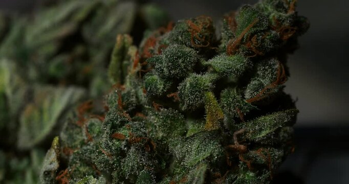 medical marijuana cannabis buds close up