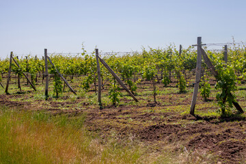 Establishing a new vineyard: young grapevines on trellises stretch into the distance under a bright...