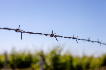 Close-up of barbed wire against a clear blue sky, with a blurred vineyard in the background,...