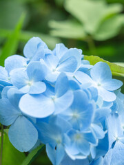 6月の花　曇りの日の紫陽花の花40