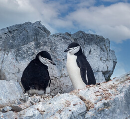 Breeding couples of chinstrap penguins on their rookery nest, Orne Harbor, Graham Land, Antarctic Peninsula. Antarctica