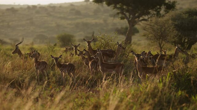 Very wide gimbal parallax of female herd of Impalas (Aepyceros melampus) and one territorial male in savannah grassland in sunrise in Kenya