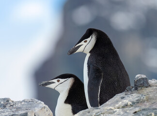 Obraz premium Chinstrap penguins, Graham Land, Antarctica