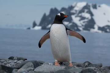 Gentoo penguin portrait, South Shetland Islands, Antarctica