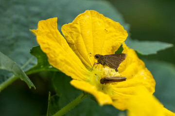 Close-up of a Skipper Butterfly on a Yellow Bloom with green Background.
